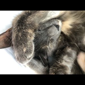 Meet your Posher, Maya